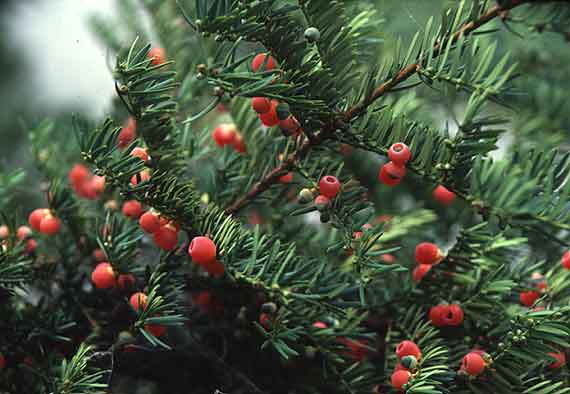 Phát hiện 50 ha thông đỏ ở Vườn Quốc gia Bidoup-Núi Bà