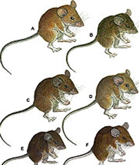 Phát hiện 7 loài chuột mới ở Philippines