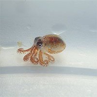 Phát hiện bạch tuộc “siêu nhỏ” trên biển