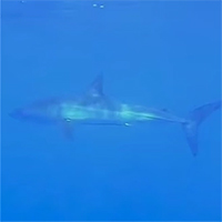 Phát hiện cá mập bơi cực nhanh ở Địa Trung Hải