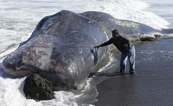 Phát hiện cá nhà táng khổng lồ trôi dạt vào bờ biển Mỹ