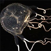 Phát hiện cá thể sứa hộp Caribbean đầu tiên tại Australia