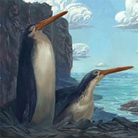 Phát hiện chim cánh cụt khổng lồ cổ đại cao bằng con người