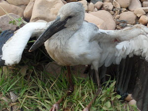 Phát hiện chim lạ lần đầu xuất hiện ở Mường Nhé