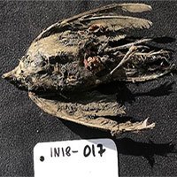 Phát hiện chim sơn ca nguyên vẹn sau 46.000 năm vùi dưới băng