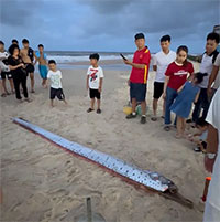 Phát hiện con cá màu bạc, hình thù lạ dài hơn 4 mét trôi dạt vào bờ biển ở Huế