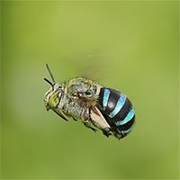 Phát hiện con ong xanh da trời hiếm có trên thế giới xuất hiện ở Australia