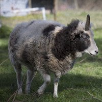 Phát hiện cừu 1 sừng độc nhất vô nhị