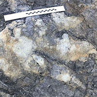 Phát hiện dấu chân khủng long 166 triệu năm tuổi ở Anh