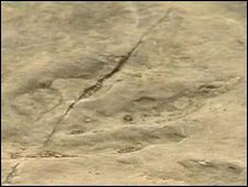 Phát hiện dấu chân khủng long hóa thạch lớn