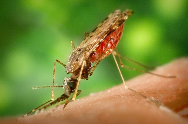 Phát hiện điểm yếu của ký sinh trùng gây bệnh sốt rét