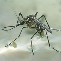 Phát hiện đột phá về cơ chế muỗi chọn 