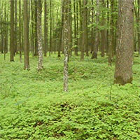 Phát hiện gần 1.000 di tích cổ trong rừng nguyên sinh