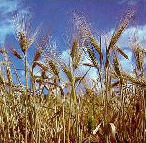 Phát hiện gen đột biến Eibi1 ở cây lúa mạch hoang dã