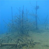 Phát hiện gỗ 19 triệu năm tuổi dưới đáy biển