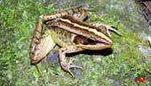 Phát hiện hai loài ếch mới ở khu bảo tồn thiên nhiên Mường Nhé, Sốp Cộp