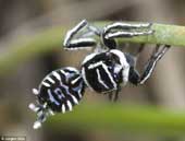 Phát hiện hai loài nhện mới biết 