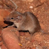 Phát hiện hai loài thú có túi với kích thước nhỏ nhất Australia