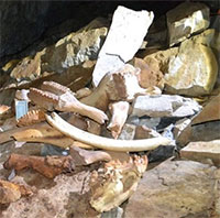 Phát hiện hang động chứa đầy xương voi ma mút, tê giác và gấu