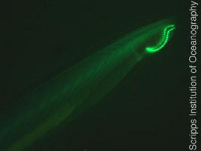 Phát hiện họ protein huỳnh quang xanh trong sinh vật biển