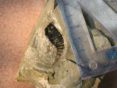 Phát hiện hóa thạch bọ cạp cách đây 415 triệu năm