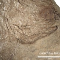 Phát hiện hóa thạch cá có niên đại 240 triệu năm