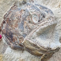 Phát hiện hóa thạch cá kỷ Jura được bảo tồn hoàn hảo