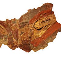 Phát hiện hóa thạch cá mập 370 triệu năm tuổi
