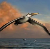 Phát hiện hóa thạch của loài chim lớn nhất mọi thời đại