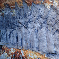 Phát hiện hóa thạch cuốn chiếu cổ đại to như một con cá sấu