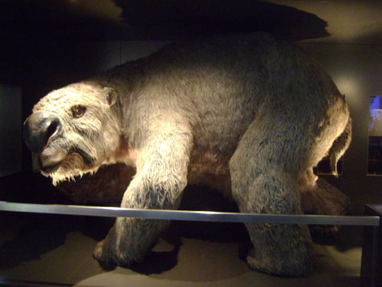 Phát hiện hóa thạch gấu cổ đại tại Australia