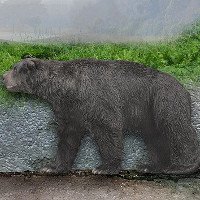 Phát hiện hóa thạch gấu có niên đại 120.000 năm tại Argentina