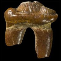Phát hiện hóa thạch hiếm của hải cẩu không tai
