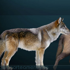 Phát hiện hóa thạch loài sói đã tuyệt chủng