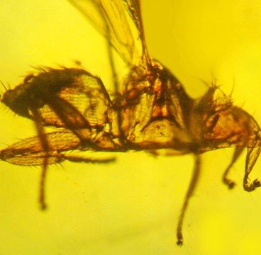 Phát hiện hóa thạch ruồi 