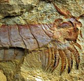 Phát hiện hóa thạch sinh vật 500 triệu tuổi
