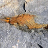 Phát hiện hóa thạch trứng cá mập có niên đại 310 triệu năm