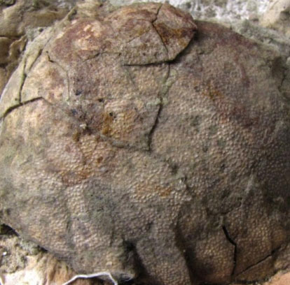 Phát hiện hóa thạch trứng khủng long tại Argentina