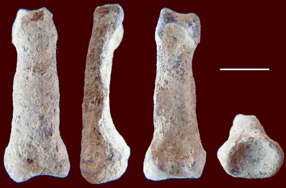 Phát hiện hóa thạch xương ngón tay loài người có niên đại 1,84 triệu năm