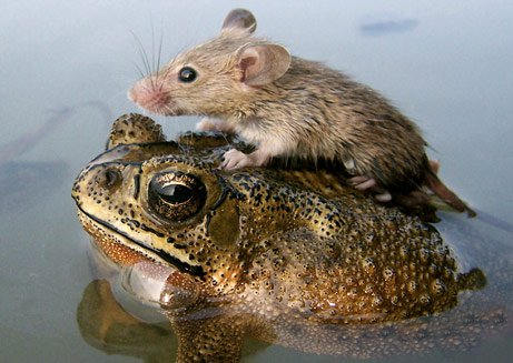 Phát hiện hơn 200 loại sinh vật chuột và ếch mới