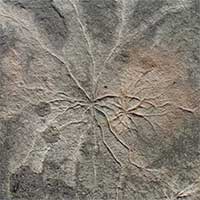 Phát hiện khu rừng lâu đời nhất trên thế giới, có niên đại 386 triệu năm