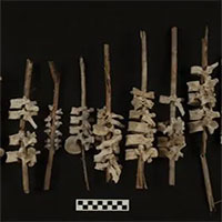 Phát hiện kỳ thú từ gần 200 mẫu xương người được tìm thấy tại Peru