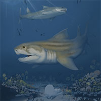 Phát hiện loài cá mập có niên đại 325 triệu năm làm hé lộ lịch sử Trái đất