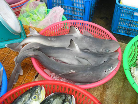 Phát hiện loài cá mập mới ở chợ
