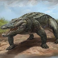 Phát hiện loài cá sấu cổ đại tại Australia có khả năng chạy nhanh trên cạn cách đây 40.000 năm