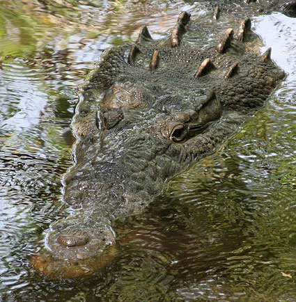 Phát hiện loài cá sấu cực lớn, nuốt chửng được người