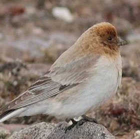 Phát hiện loài chim sẻ núi Sillem sau hơn 80 năm mất tích