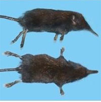 Phát hiện loài chuột chũi vòi mới trong Vườn quốc gia Hoàng Liên