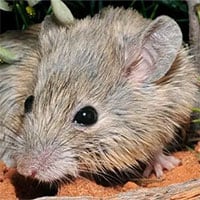 Phát hiện loài chuột tưởng đã tuyệt chủng một thế kỷ trước ở Australia