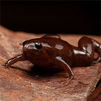 Phát hiện loài ếch mới có mũi như heo vòi, làn da như chocolate